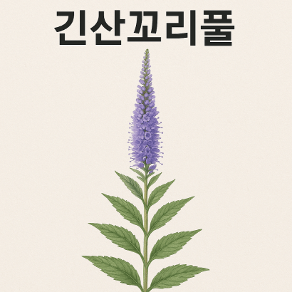 긴산꼬리풀 : 자연의 흐름을 닮은 연보라 수직 초화의 우아함