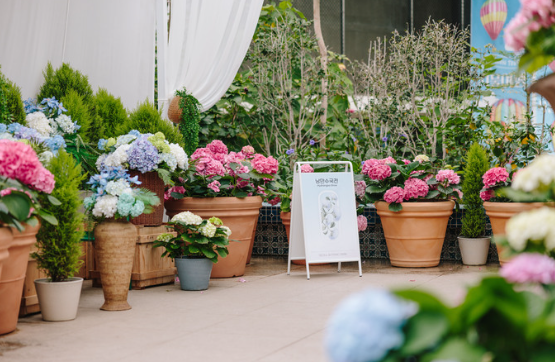 수도권 수국명소 추천 7곳, 도심 속에서 만나는 수국의 향연
