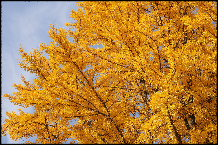 아이와 함께하는 홍천 가을숲 여행 (은행나무 체험, 자연교육)