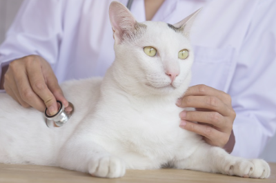 치료 받는 고양이