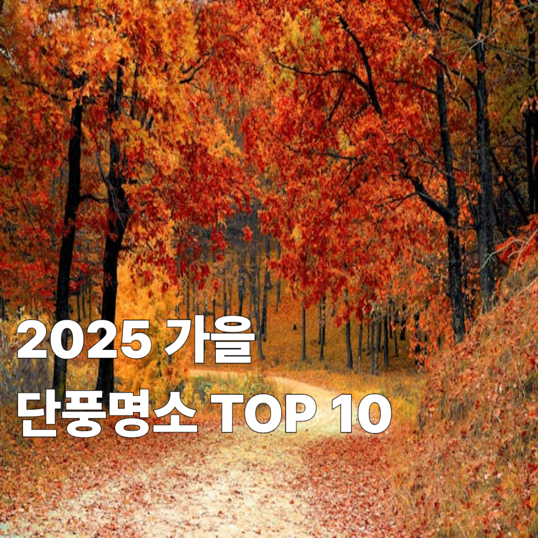 올가을 꼭 가봐야 할 가을 단풍 명소 TOP 10
