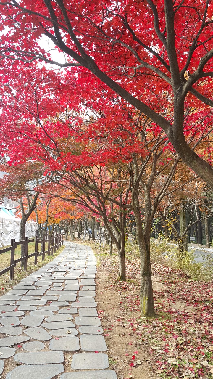 부모님과 함께 걷기 좋은길 - 금오산 가을 단풍 산책길