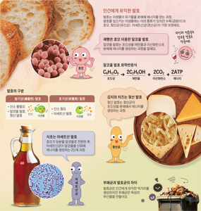 발효효소