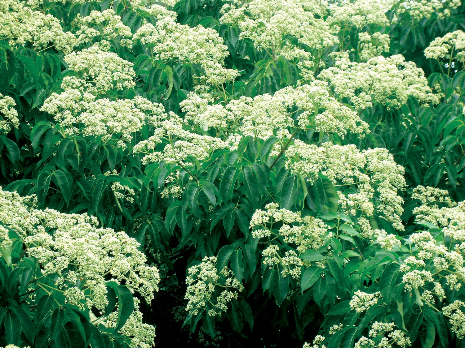 나무의사-양성과정