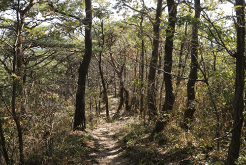안양산15