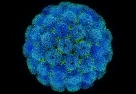 대상포진-바이러스