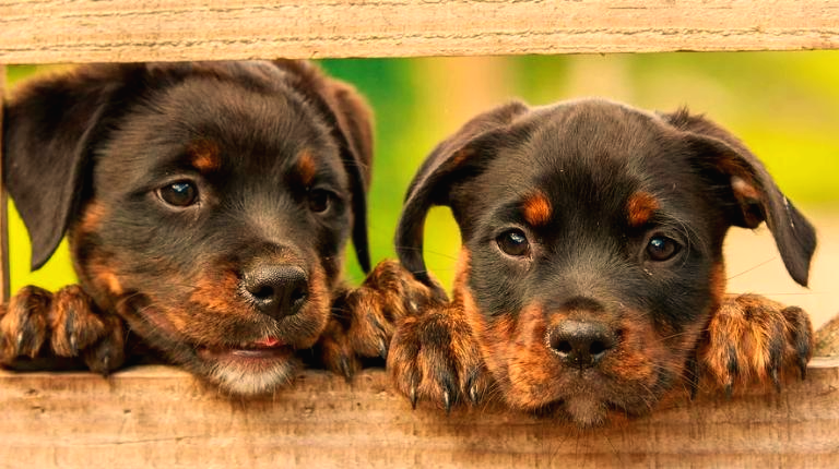 시흥시 동물약국 현황