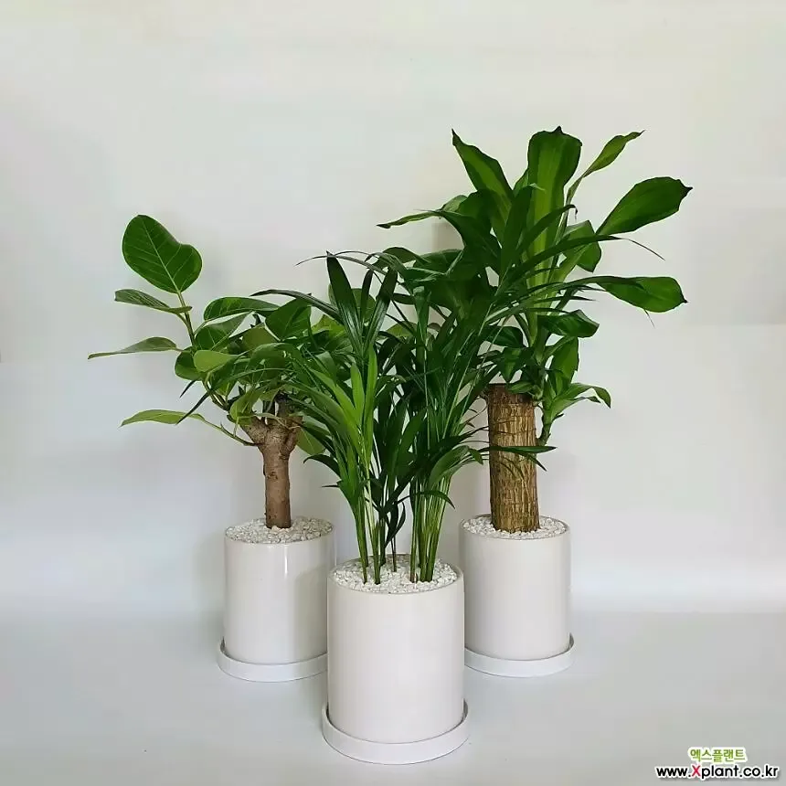 집에서 기르기 쉬운 실내 식물 추천_7