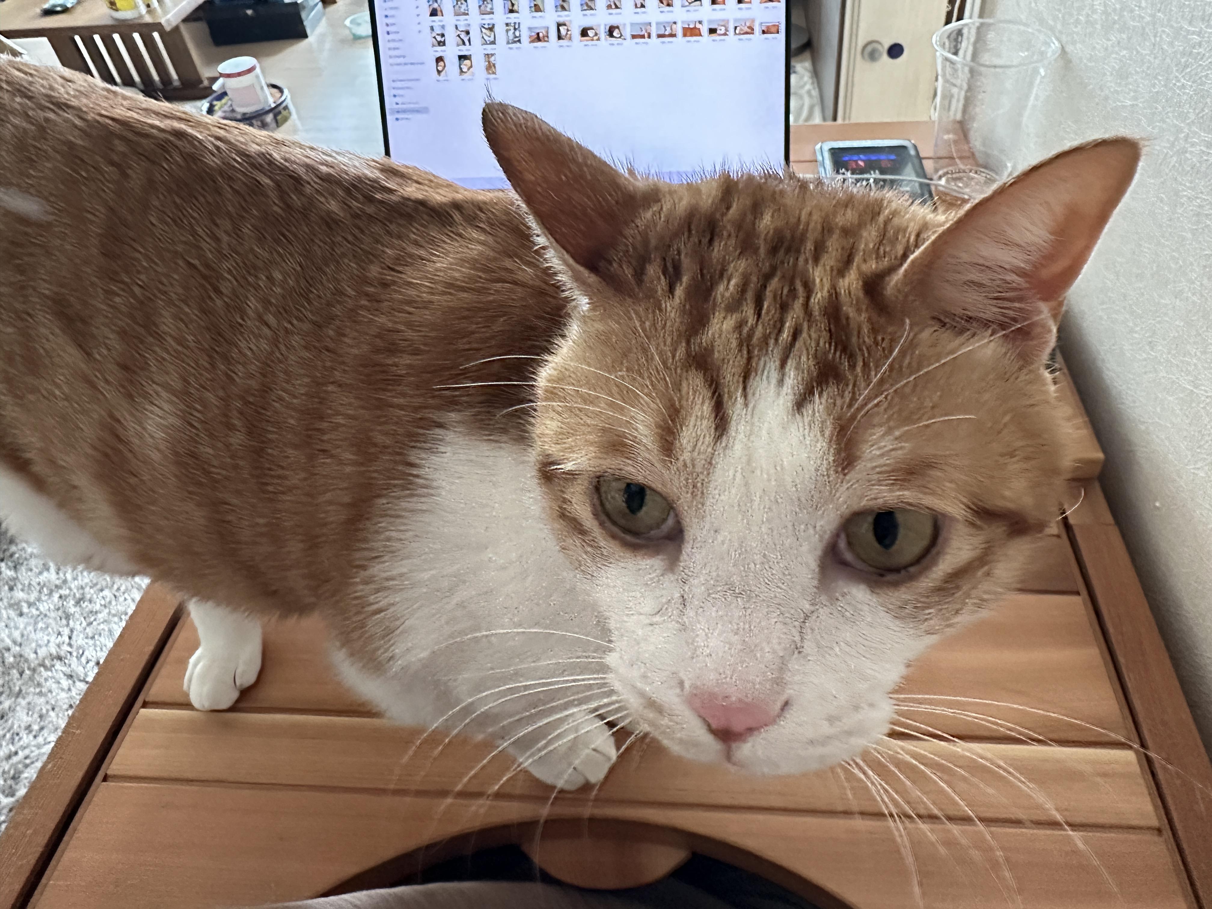 소심한 막둥이가 엄마를 지키는 방법 (feat.긴장해서 코까지 빨개진 막둥이)