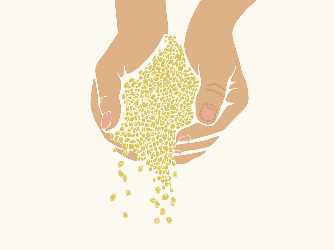 24년 5월 29일 말씀 카드 성경구절 이미지 : 밀알 하나가 땅에 떨어져 죽으면 많은 열매를 맺는다. (요한 12,24)