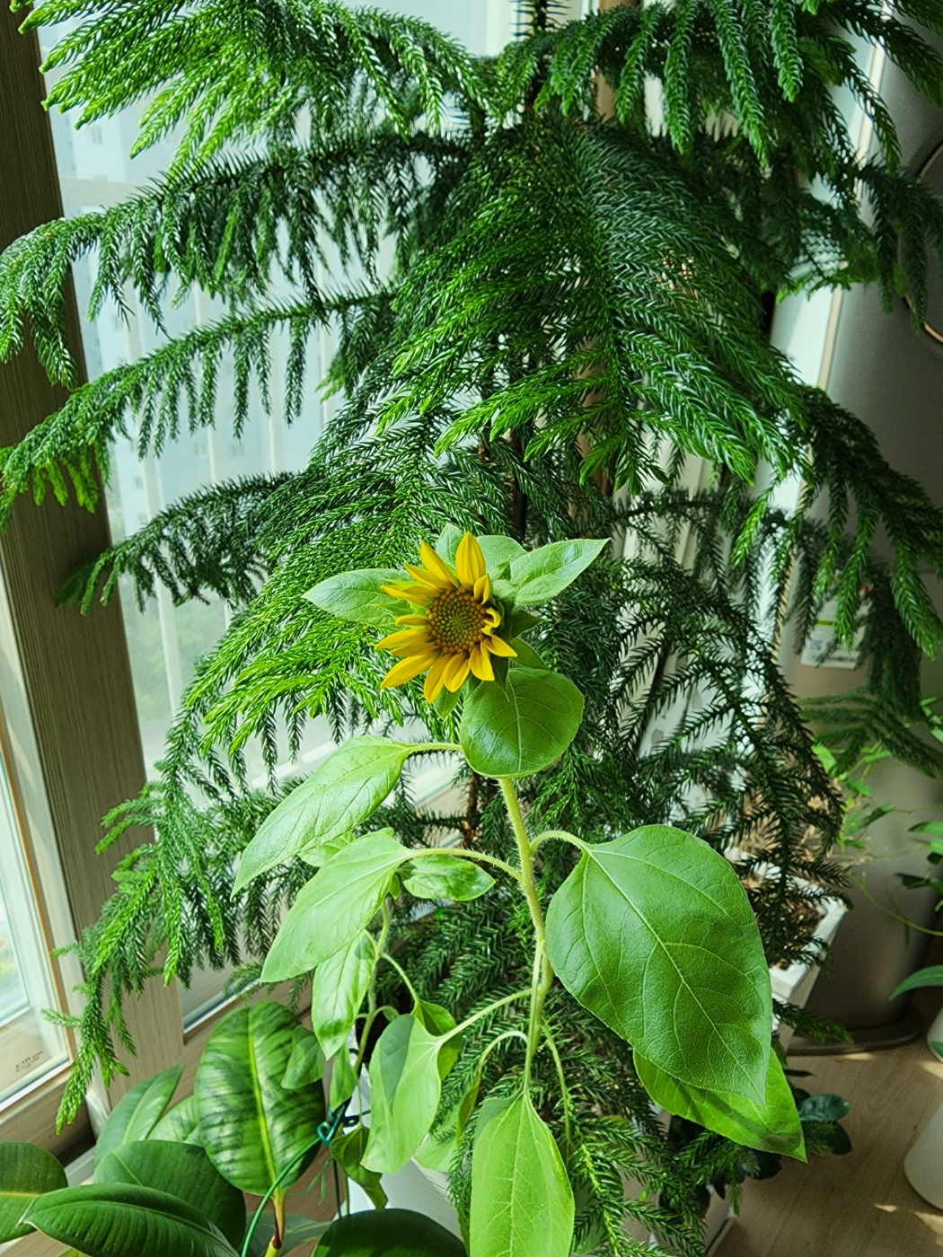 식물등덕에 해바라기가 잘 피었음