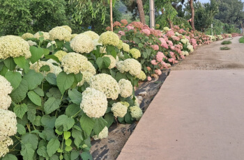 공주 수국축제 유구 색동 수국 정원_5