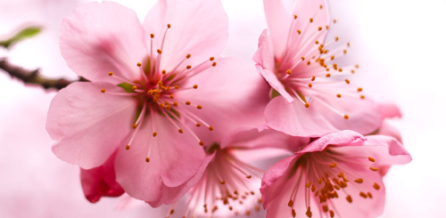 진해군항제 벚꽃 이미지입니다.