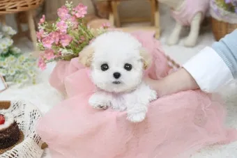 말티푸가격 2024년 솔직한 분양가 정보_19