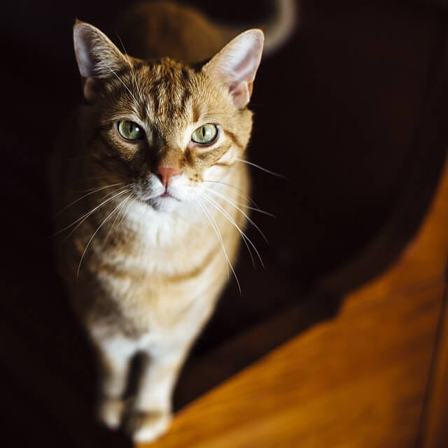 고양이꿈&amp;#44; 고양이 나오는 꿈&amp;#44; 고양이꿈해몽&amp;#44; 고양이 나오는 꿈해몽 흉몽?