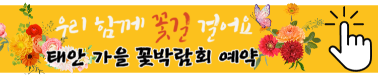 [당일치기 추천] 태안 가을꽃박람회 코리아플라워파크 행사정보 및 주차장 안내