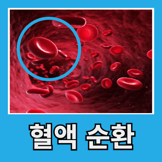 혈액순환 개선