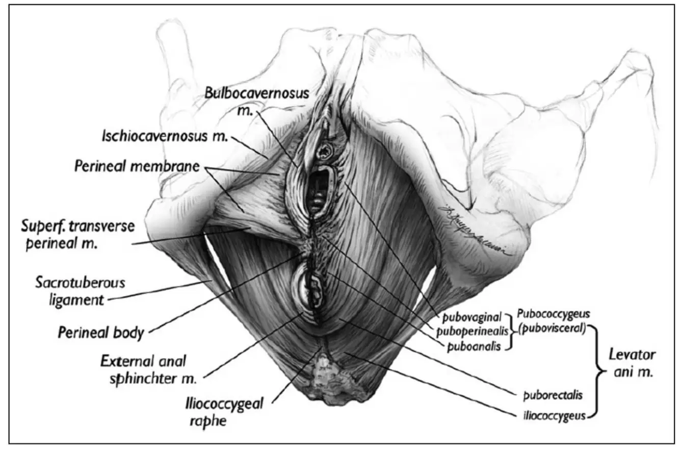 골반저근 훈련: 골반 통증과 기능 장애 극복을 위한 종합 가이드