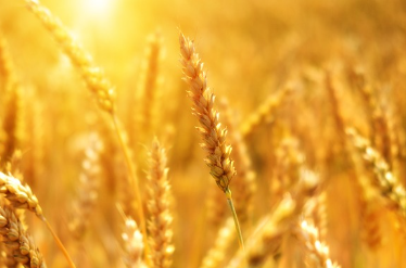 밀 파종시기와 거름 주는 방법 알아보기 1