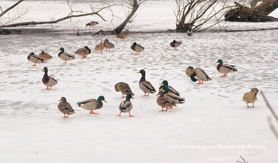 찰스강의 겨울철새