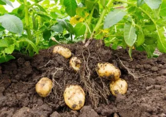 감자 싹나는 시기 파종 시기_24