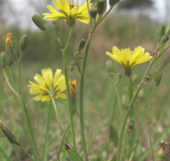 씀바귀 효능과 부작용 먹는법 고르는법