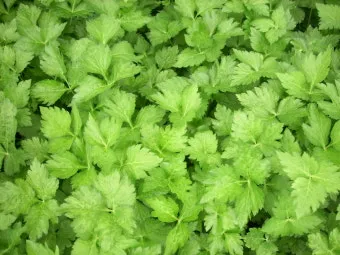 참나물 재배 반그늘 키우기 물 관리 잎 수확_12