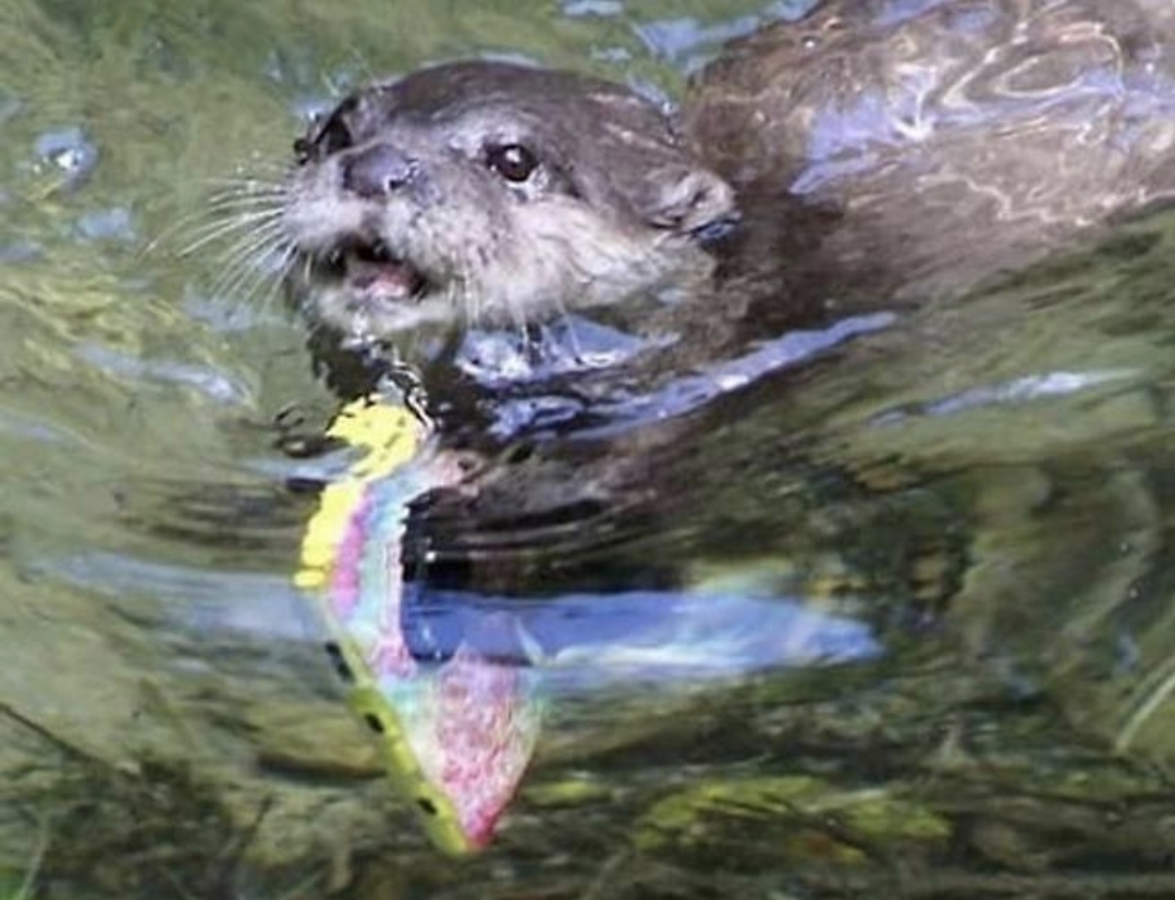 수달 아이폰 찾아줌