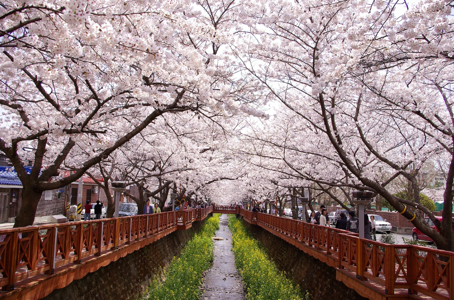 2025 봄철 여행지 추천: 벚꽃, 맛집, 힐링