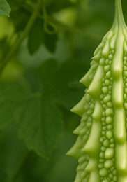 여주 효능 여주 먹는방법