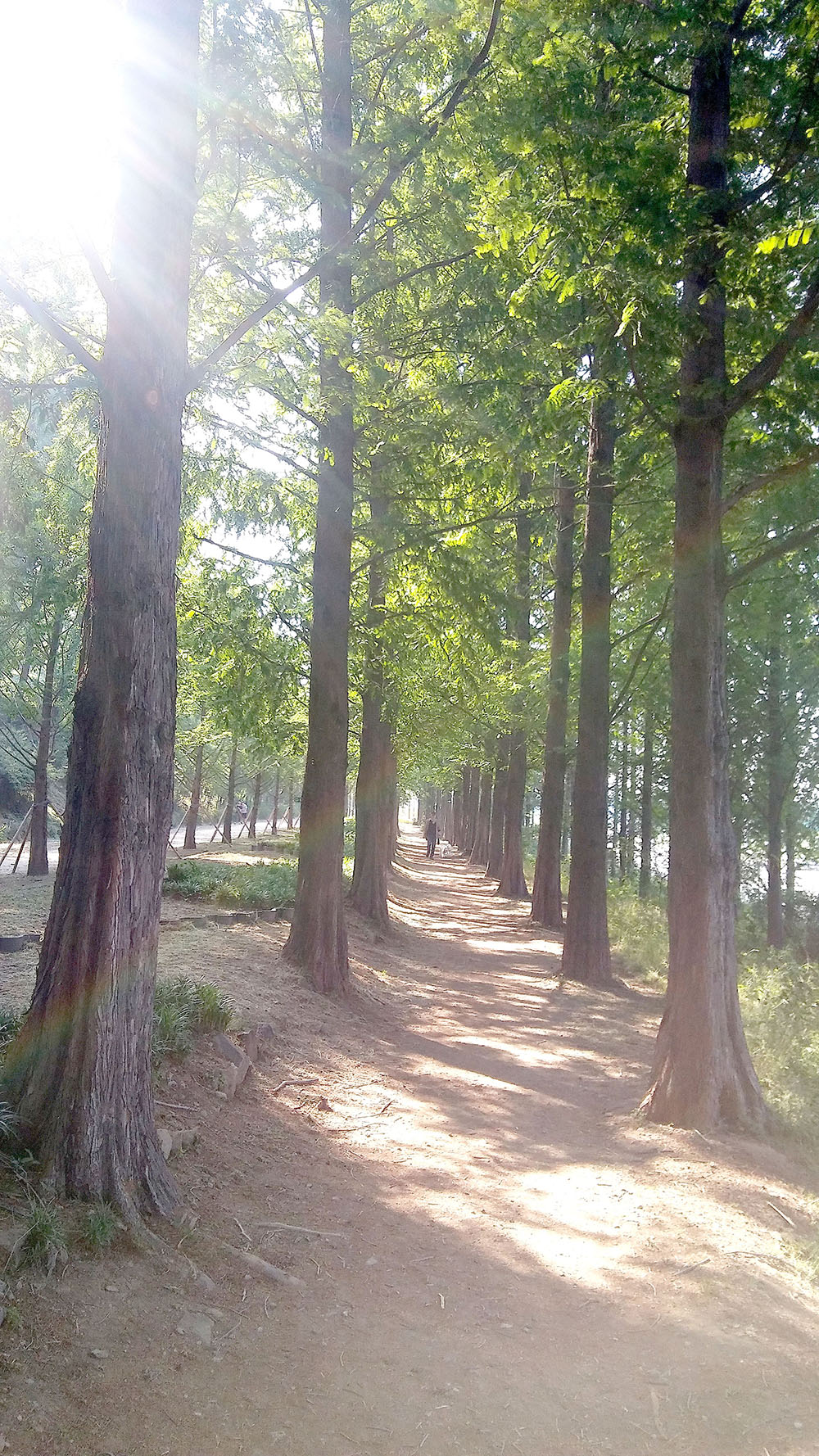 봉산&middot;앵봉산 메타쉐콰이어숲