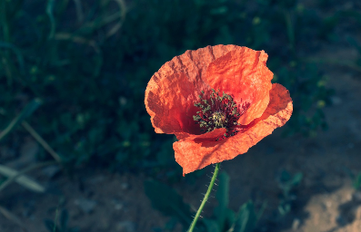 아편 전쟁과 청나라의 몰락
