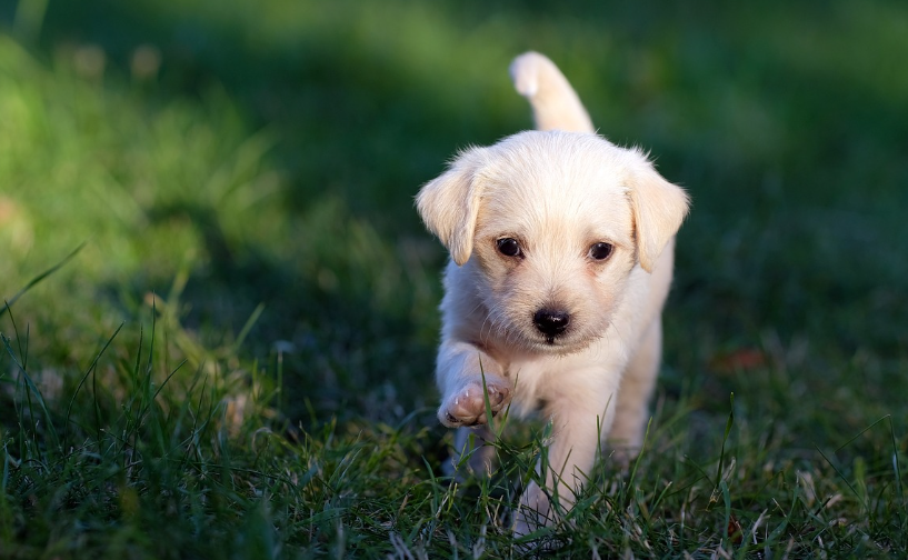 강아지 예방접종 시기