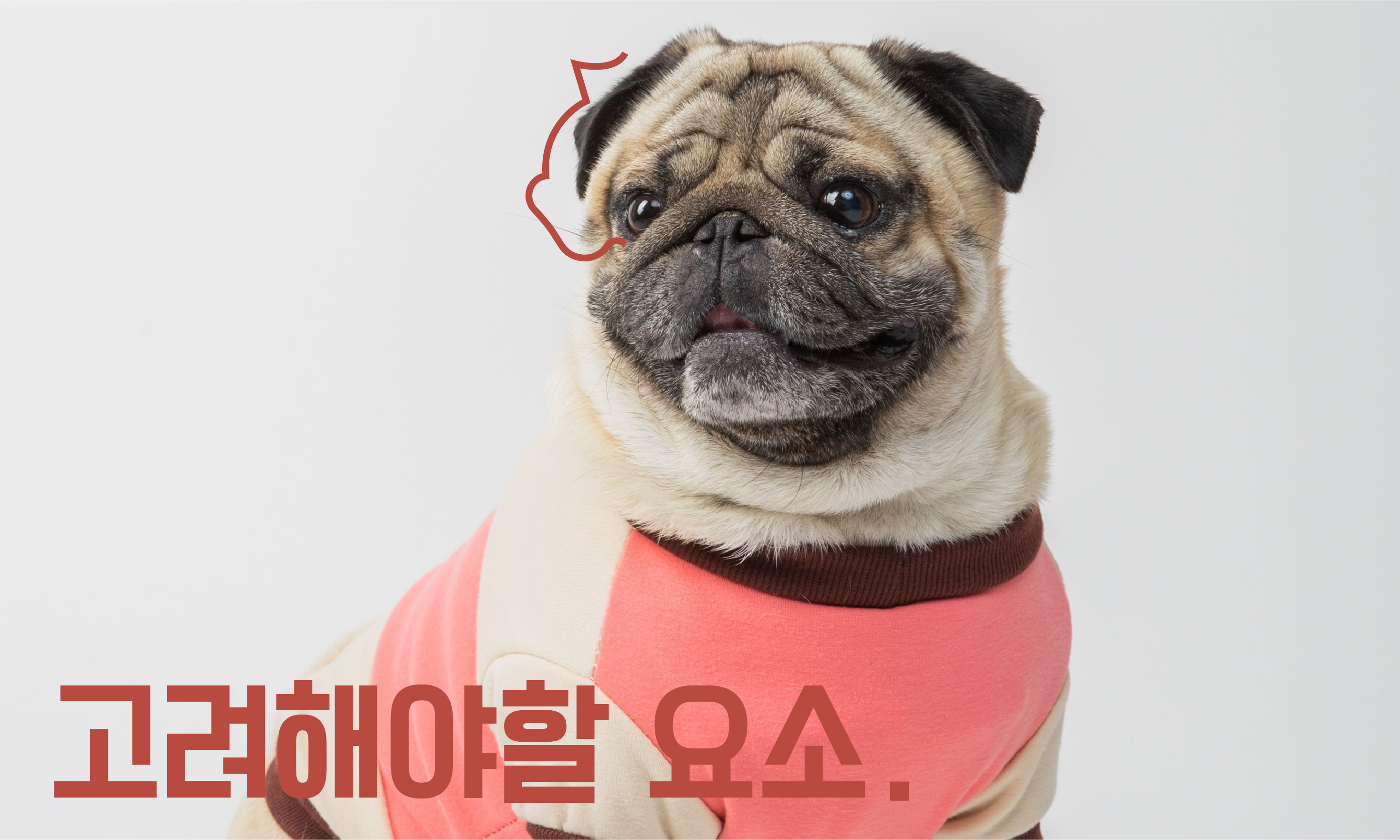 강아지-영양제