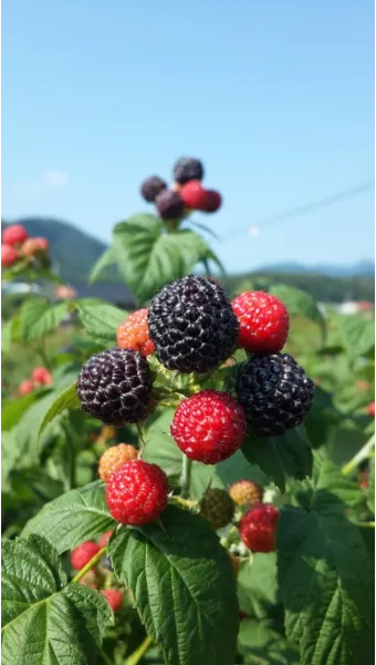 라즈베리 재배 지주 설치 가지 전정 순 지르기_14