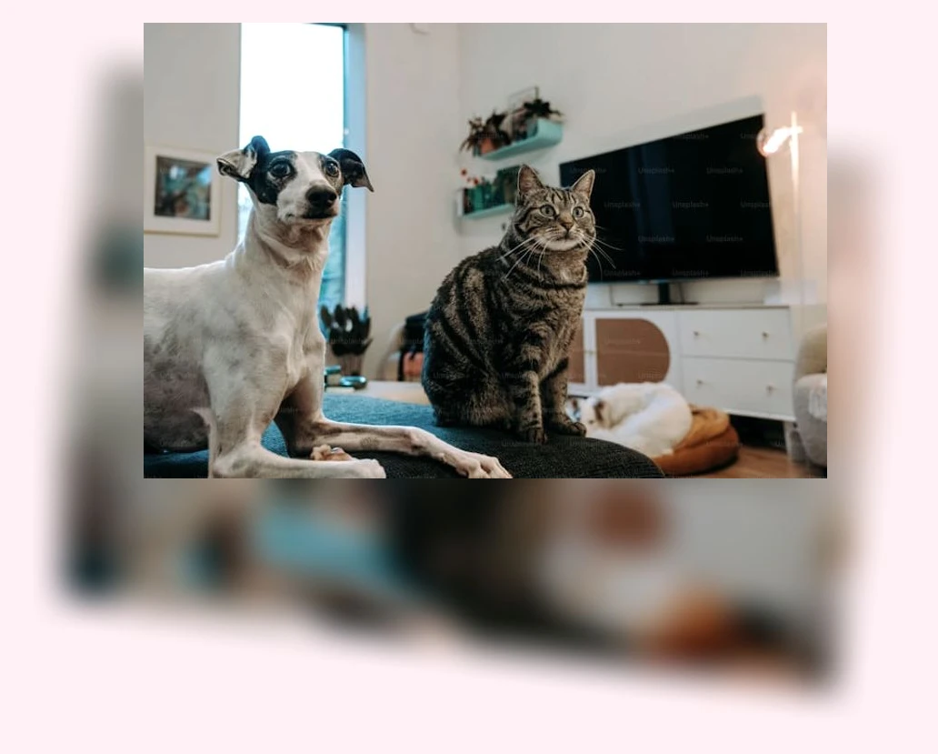 반려동물 공간 분리_3_subsection