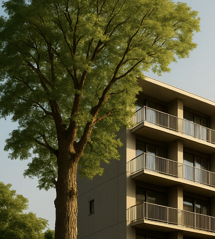 교과서적인 답변, 성목의 크기