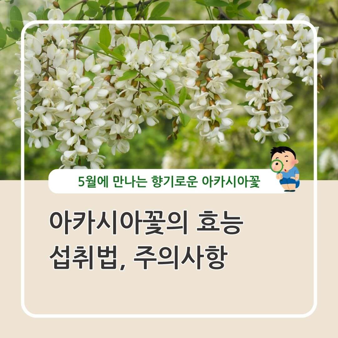 아카시아꽃 효능 섭취법
