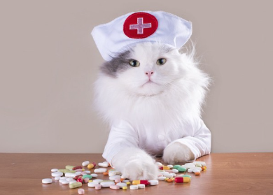 간호사 복장을 한 고양이와 약.