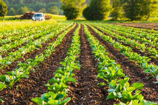 기토를 상징하는 토양은 재물을 의미한다.