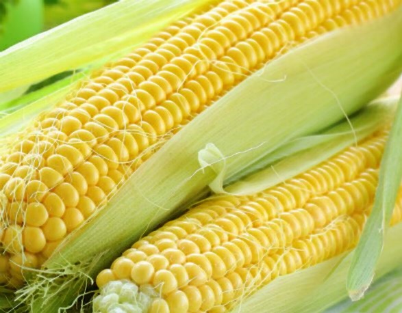 초당옥수수 전자레인지