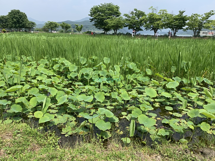 두물머리-연꽃
