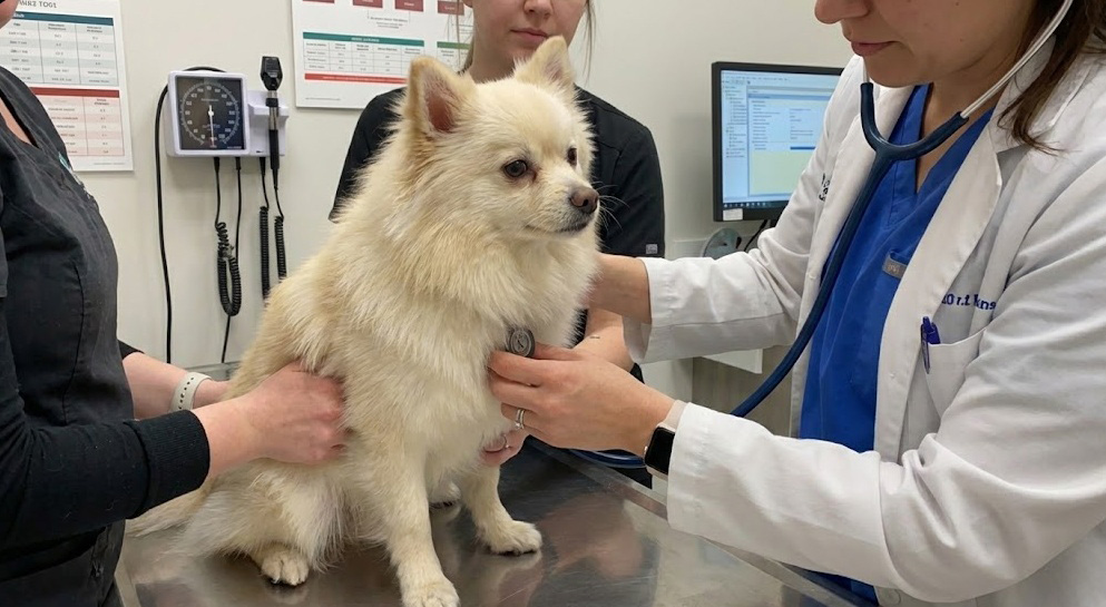 강아지 애디슨병 동물병원 방문 시기와 필수 검사