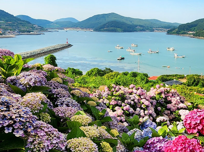 전남 고흥 쑥섬(애도) 관련 이미지