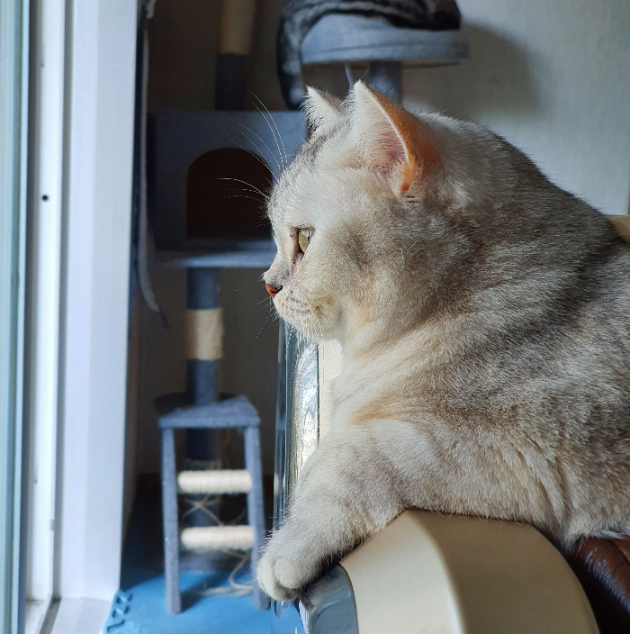 고양이 턱드름(여드름) 원인과 관리법