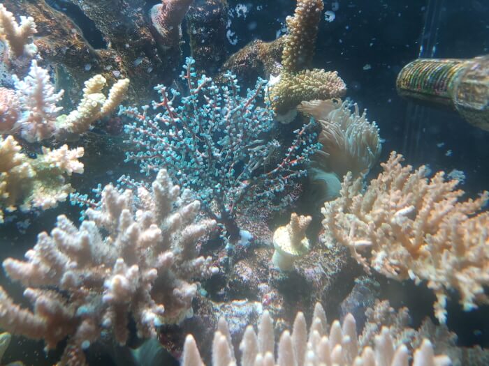 부채산호 사육방법