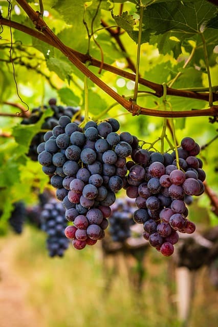 포도주 만들기 5단계 가이드 &ndash; 초보도 실패 없는 수제 레드와인 완성 꿀팁 총정리