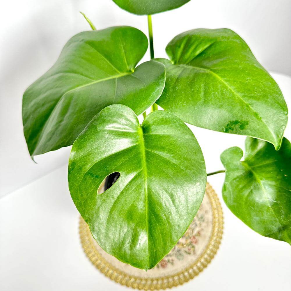 몬스테라 키우는법