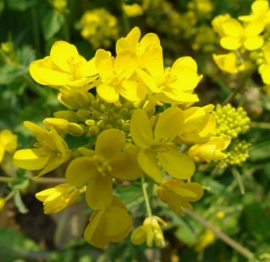 유채나물 효능 부작용 영양성분 고르는법 칼로리