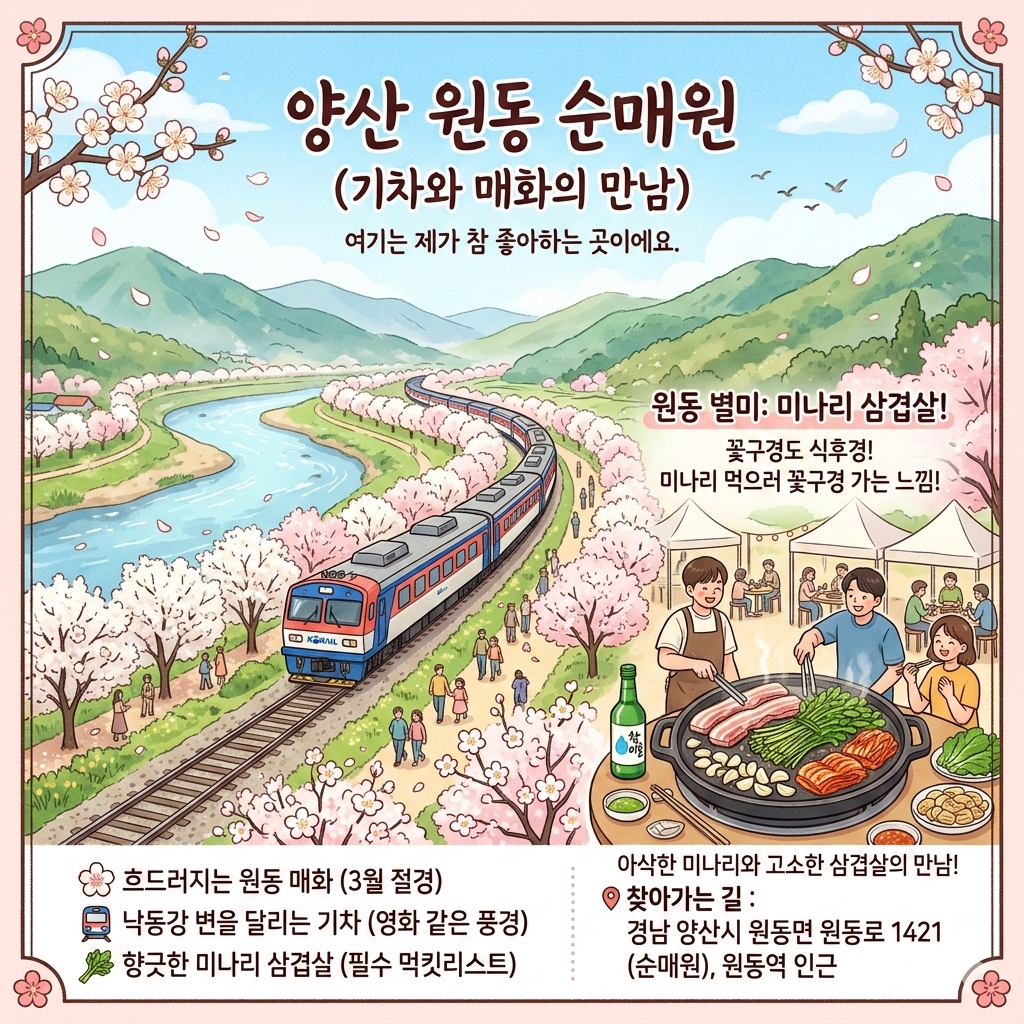 양산 원동 순매원 (기차와 매화의 만남)